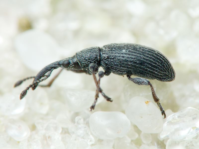 Ceratapion (Angustapion) transsylvanicum (Schilsky, 1906)